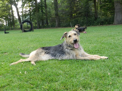 suni1 1