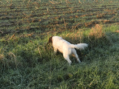 tess31